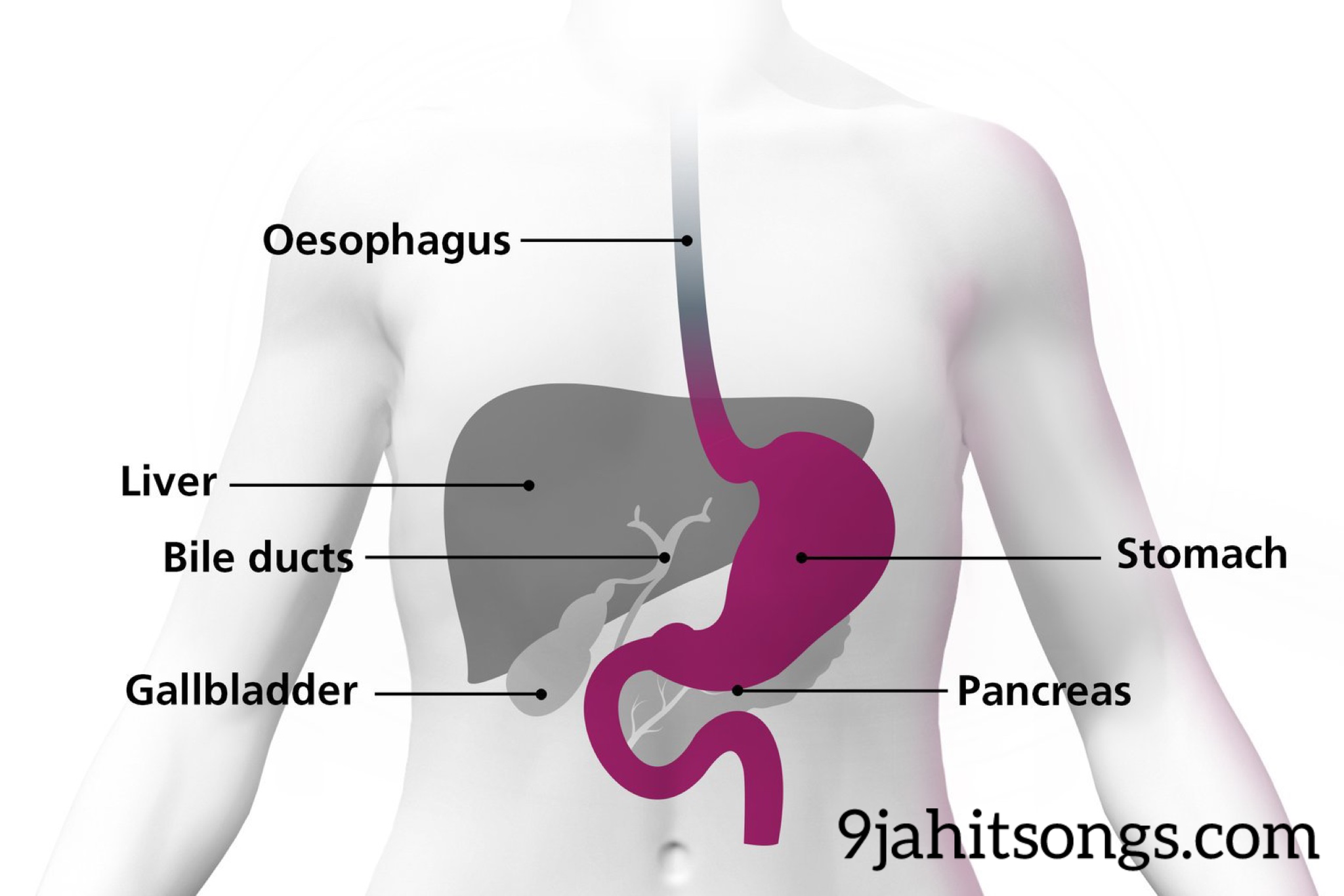 The Gastrectomy Treatment: The Stomach Removal -Everything You Need To Know